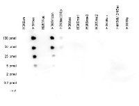 H3K9ac | Histone H3, acetylated lysine 9 in the group Antibodies Plant/Algal / DNA/RNA/Cell Cycle / Plant Epigenetics/DNA methylation at Agrisera AB (Antibodies for research) (AS16 3198)